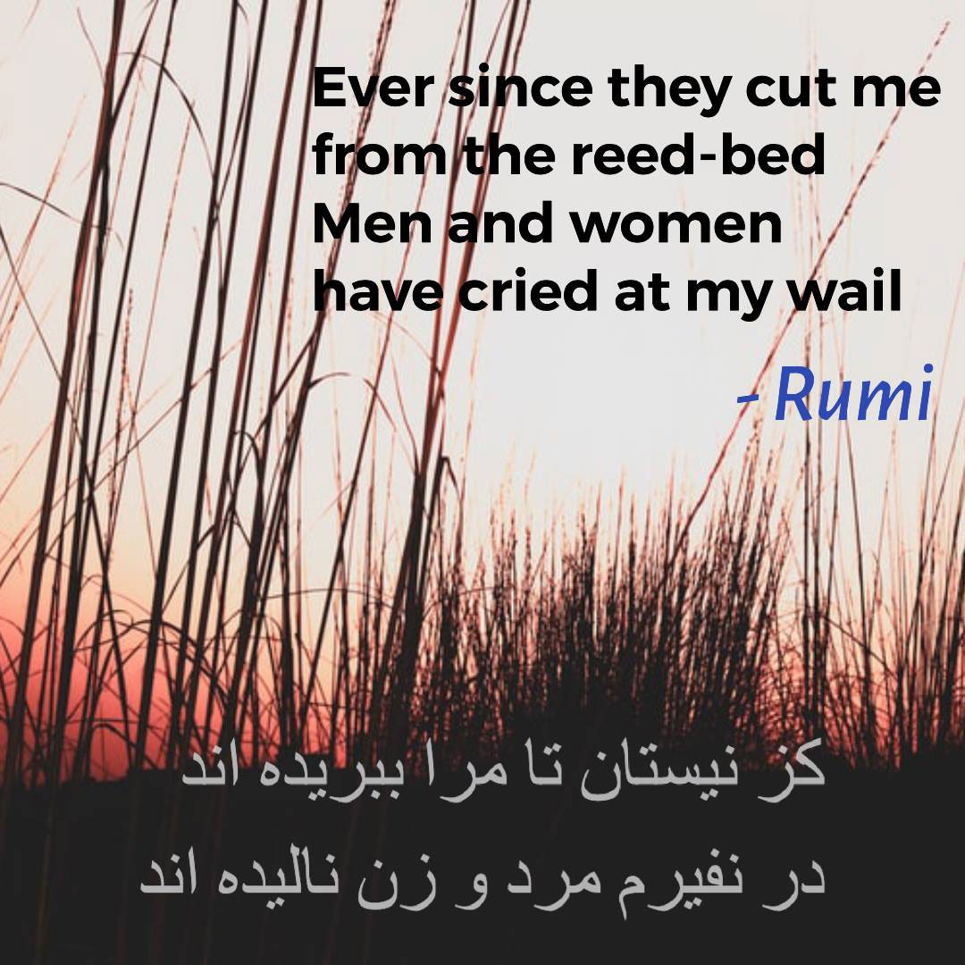You are currently viewing Ever since they cut me from the reed-bed – Rumi
