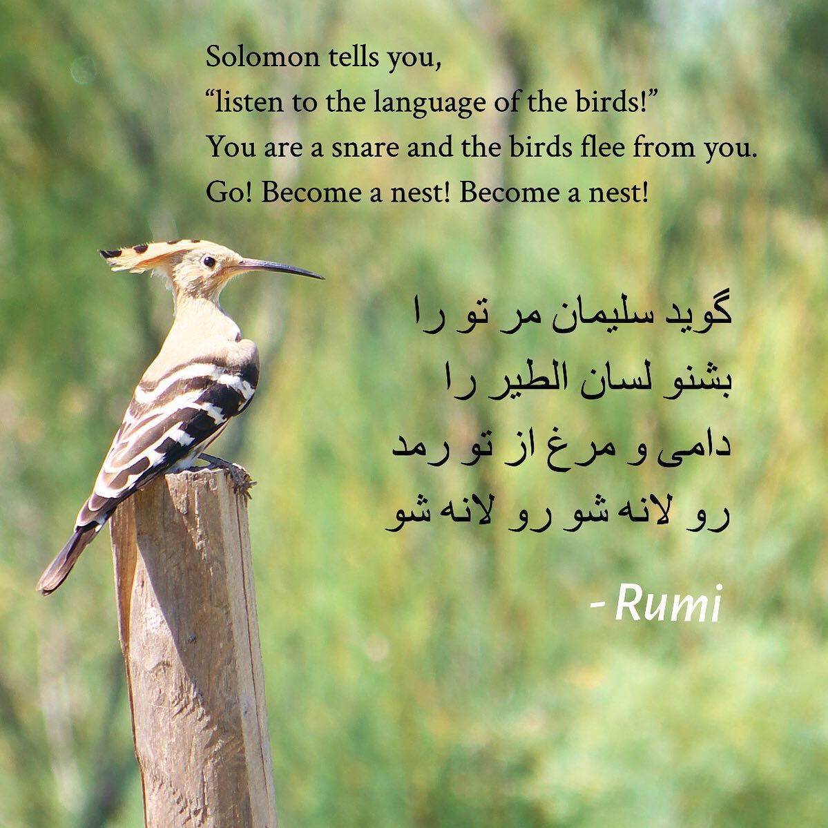 Solomon tells you, “Listen to the language of the birds” from Hilat Raha Kon – Rumi
